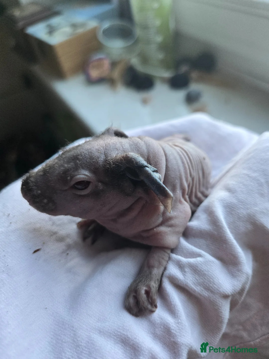 Guinea Pig rodents for sale: 2 skinny boys (pancake and waffle) - Advert 3