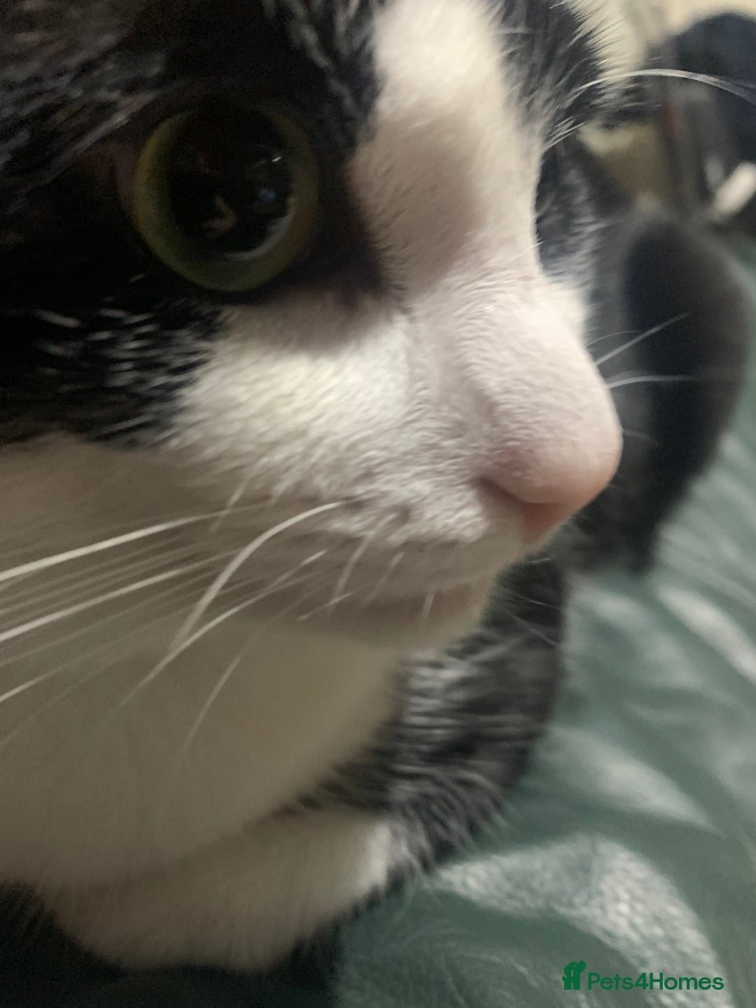 Domestic Shorthair cats for sale: Beans - Image 10