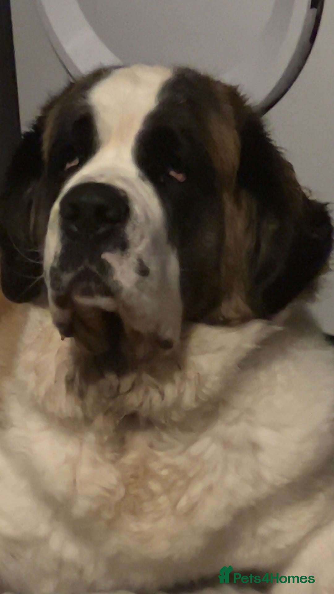 Saint Bernard dogs for sale: Saint Bernard Rehoming - Advert 7