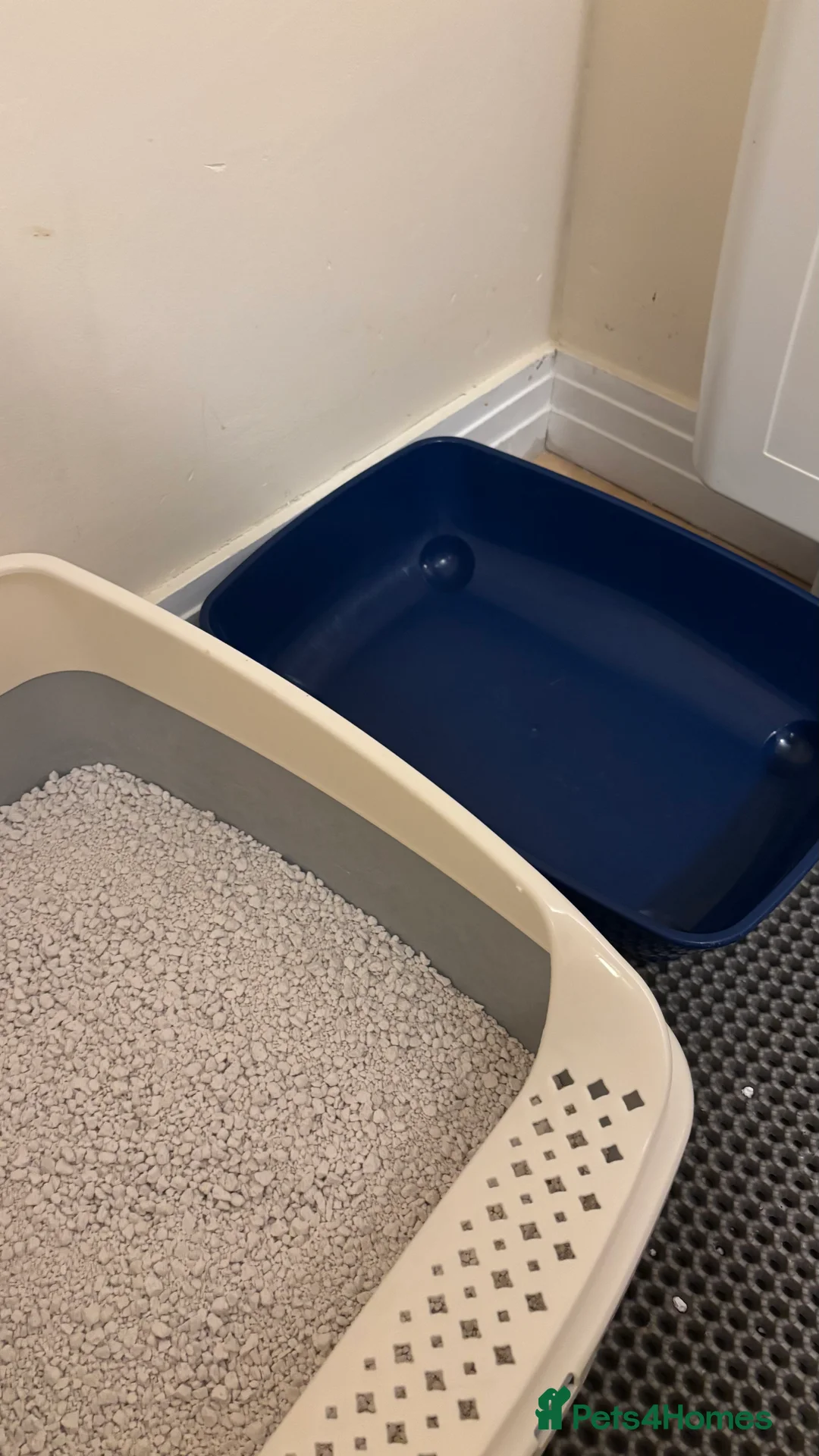 Mixed Breed cats for sale: Beautiful 9-Month Calico Female + Full Starter Kit - Advert 9