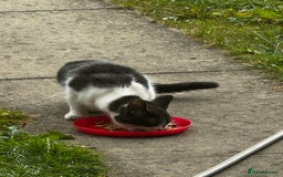 Mixed Breed cats for sale: Black and white kitten  - Image 3