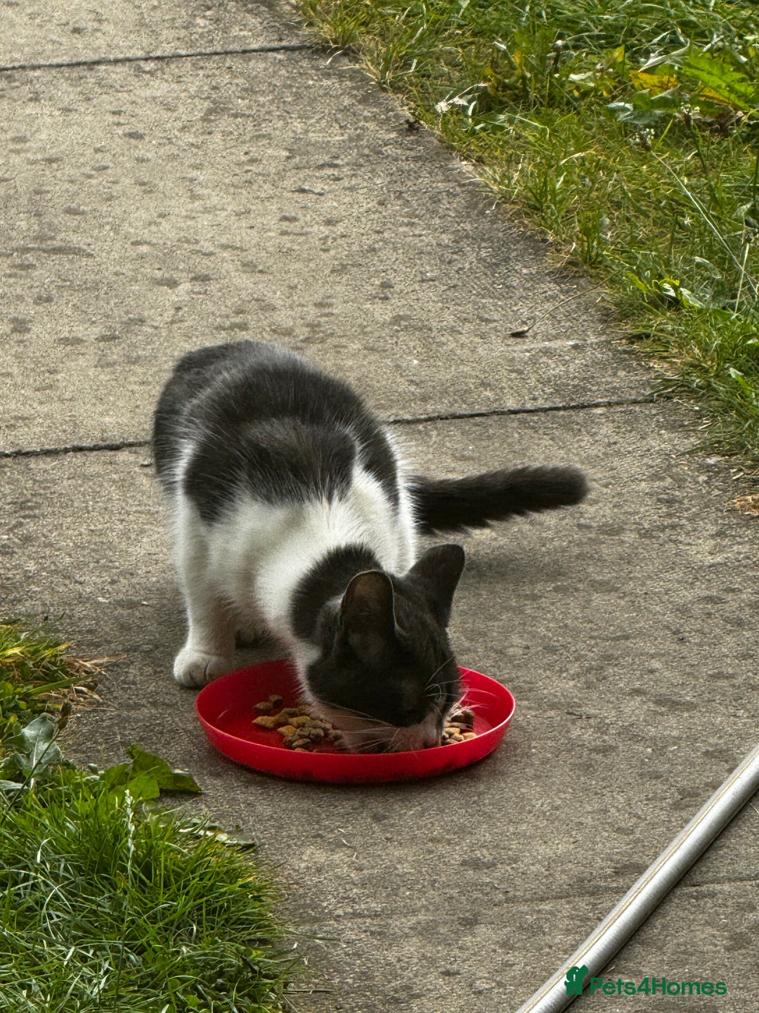 Mixed Breed cats for sale: Black and white kitten  - Image 3