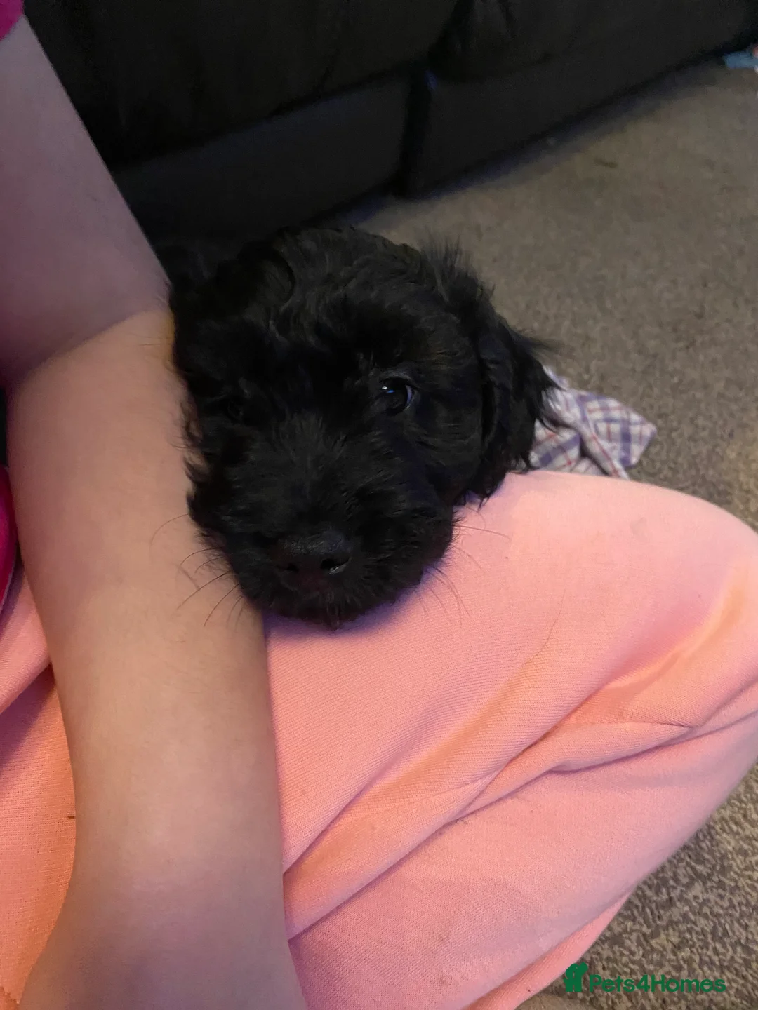 Cavapoo dogs for sale: Beautiful cavapoo puppy - Advert 6