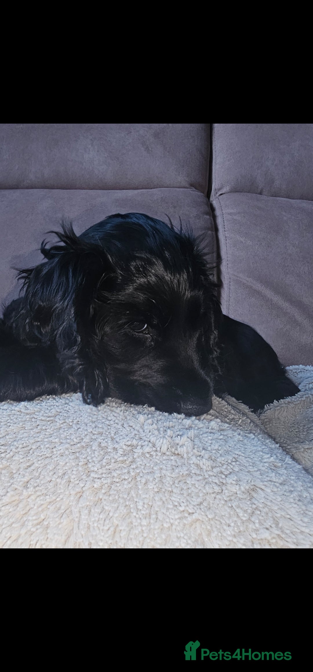 Cocker Spaniel dogs Beautiful Full Show Cocker Spaniels for sale - Advert 2