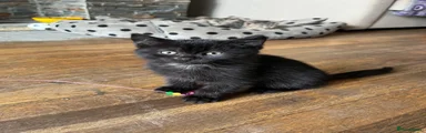 Persian 2