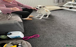 Mixed Breed dogs for sale: Winnie - Image 4
