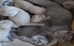 Scottish Fold cats for sale: Scottish fold and straight kittens  - Image 16