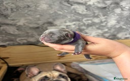 Mixed Breed dogs for sale: Dual pregnancy  - Image 8