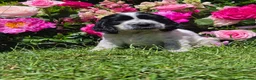 Cocker Spaniel dogs for sale: Show type cocker pups - Advert 5