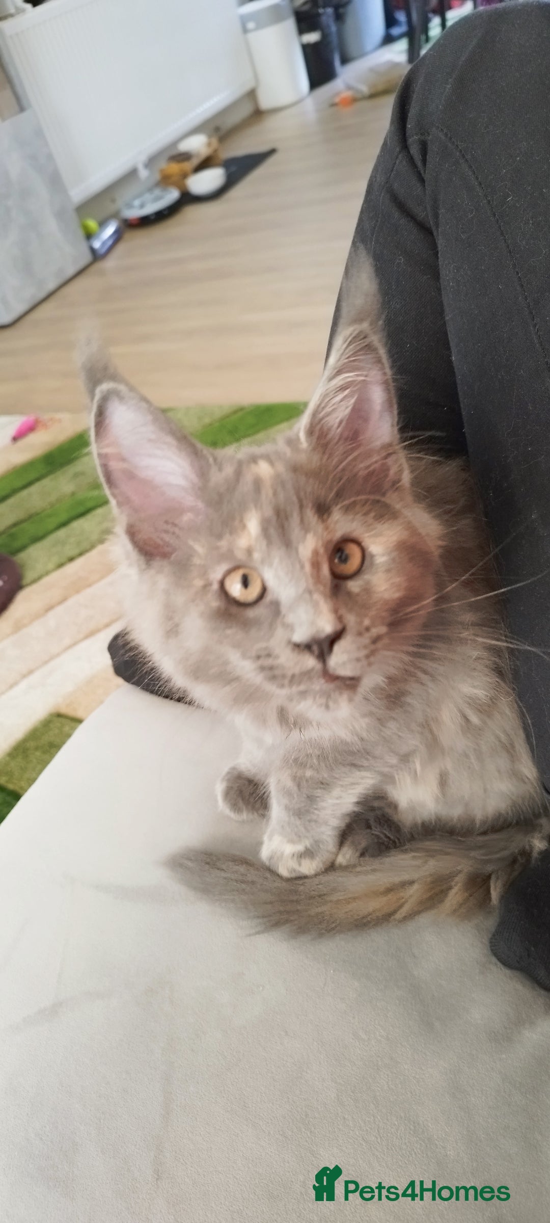 Maine Coon cats for sale: Tica pedigree MC kittens-ready for new home  - Image 25