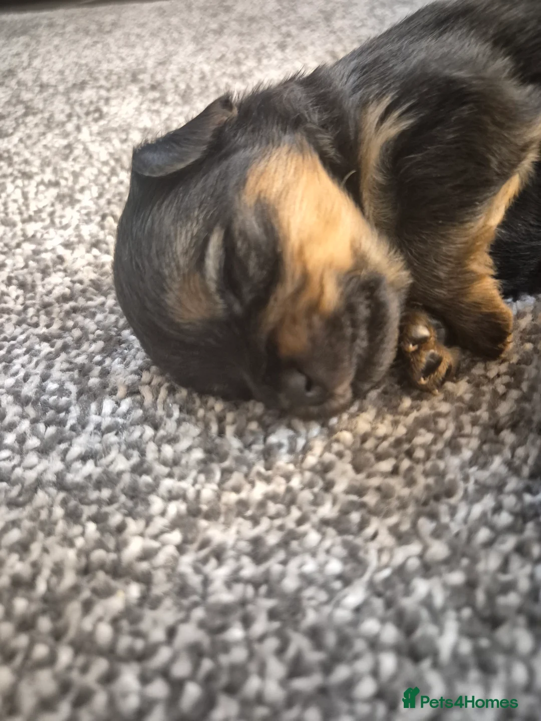 Mixed Breed dogs for sale: TINY yorkie x minature pom puppies - Advert 10
