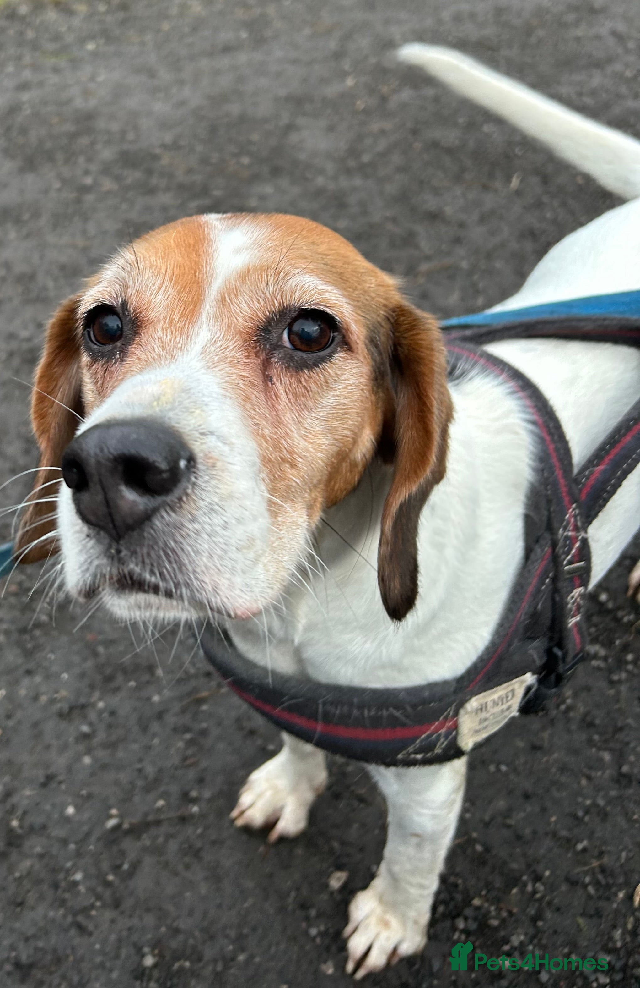 Beagle dogs Piper  - Advert 1