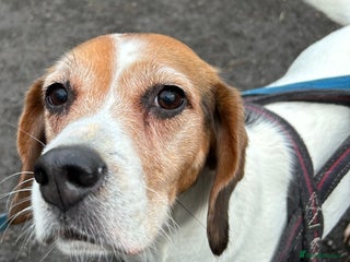 Beagle dogs Piper - Advert 3