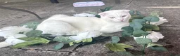 Scottish Fold cats for sale: Pure white Scottish Fold Dobby & odd eye Cyclops  - Advert 34
