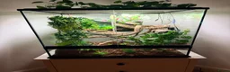 Gecko reptiles for sale: Crested gecko and full set up 45 x 45 x 60 in Tonypandy - Advert 2