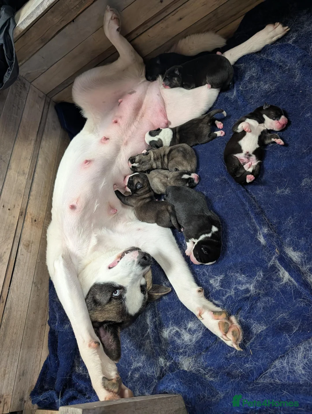 Huskita dogs for sale: 🐾HUSKITA PUPS❤️ - Advert 1