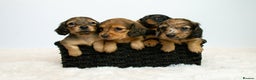 Miniature Dachshund dogs for sale: 5 Star licensed miniature Longhaired available  - Advert 4
