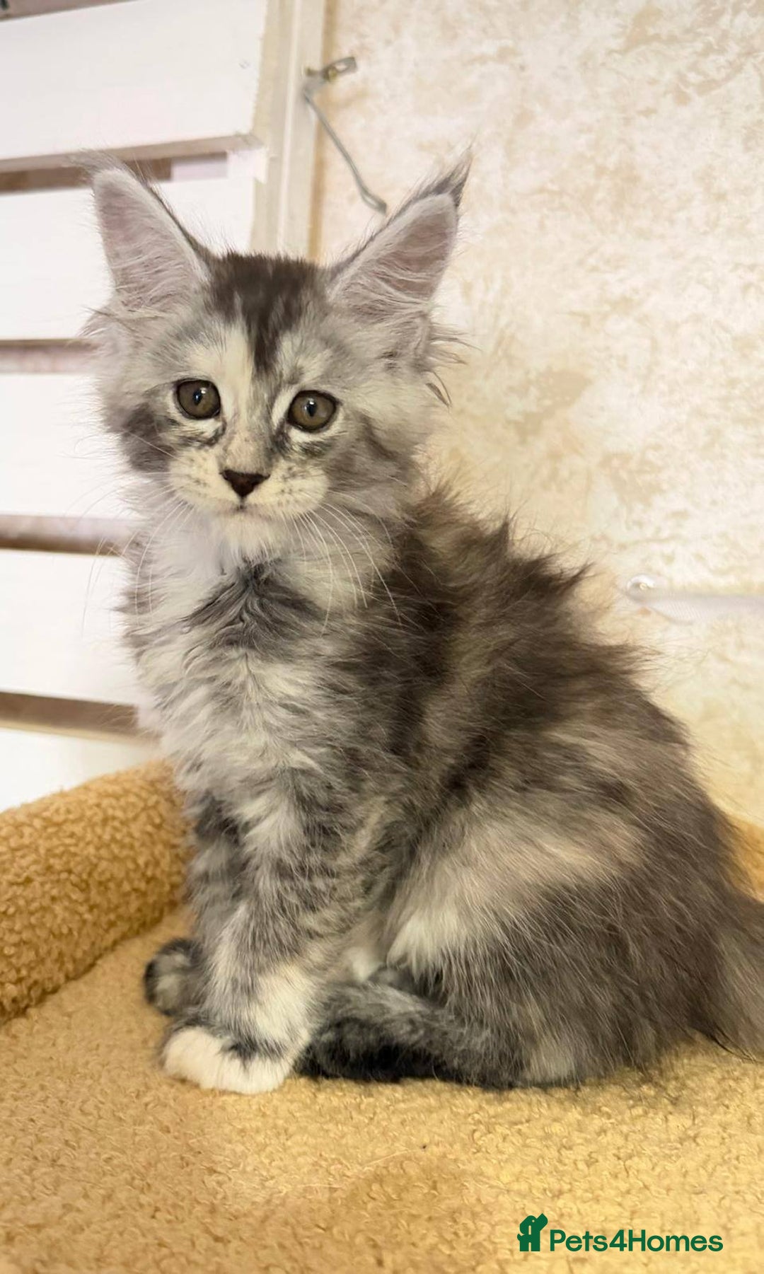 Maine Coon cats for sale: Beautiful Maine Coon Kittens - Advert 4