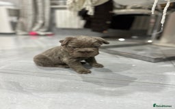 French Bulldog dogs for sale: Beautiful French bulldogs  - Advert 8