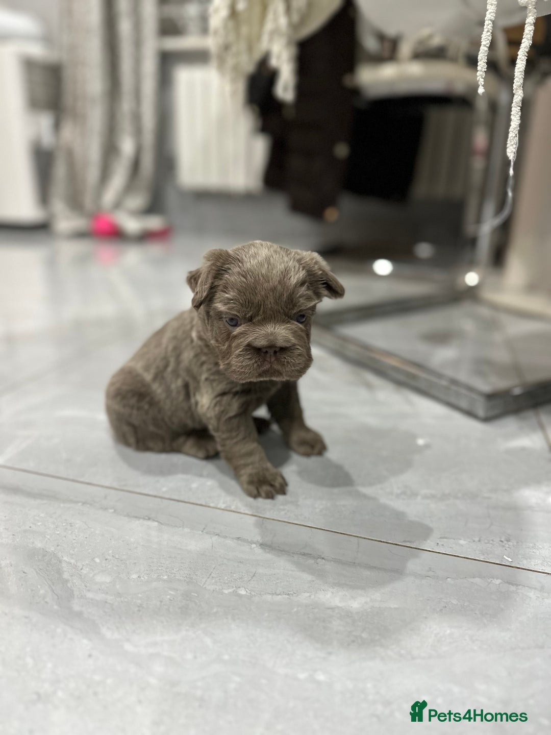 French Bulldog dogs for sale: Beautiful French bulldogs  - Advert 8