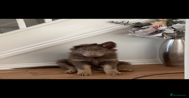 German Shepherd dogs - Advert 9