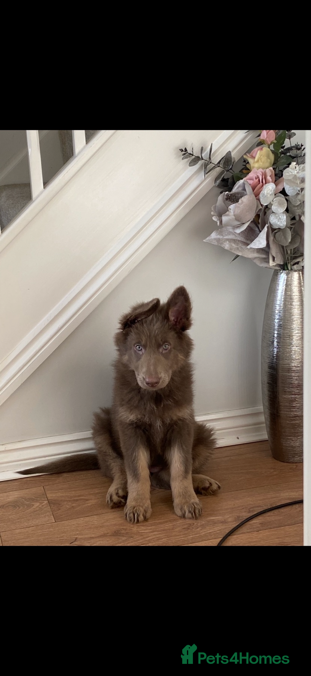 German Shepherd dogs for sale: *Top Quality, Big Chunky Pups* - Image 1
