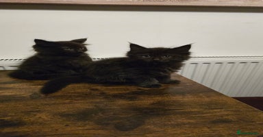 Maine Coon cats - Advert 4