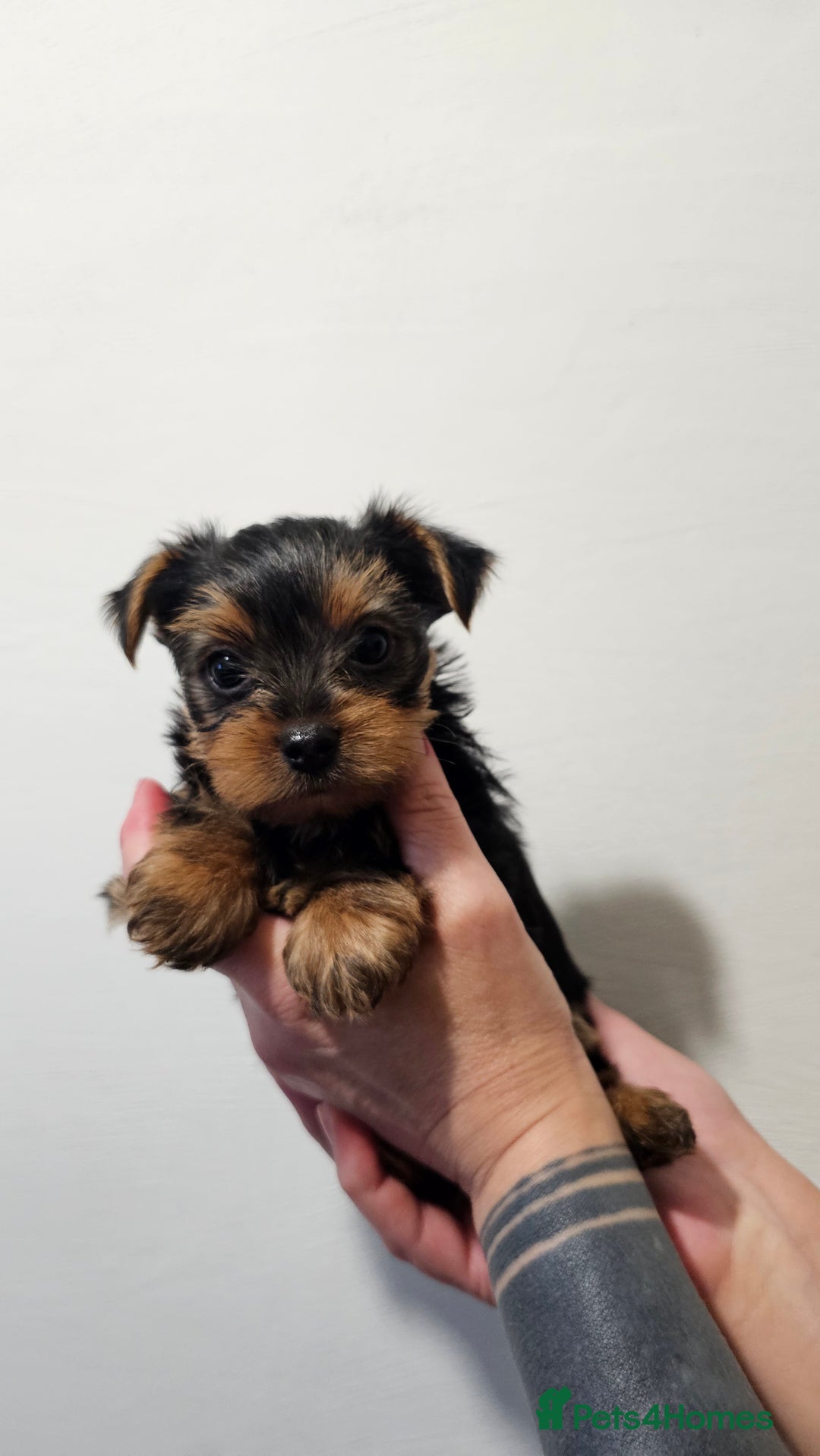 Yorkshire Terrier dogs for sale: 1 Male , Miniature Yorkshire  in Manchester - Image 6