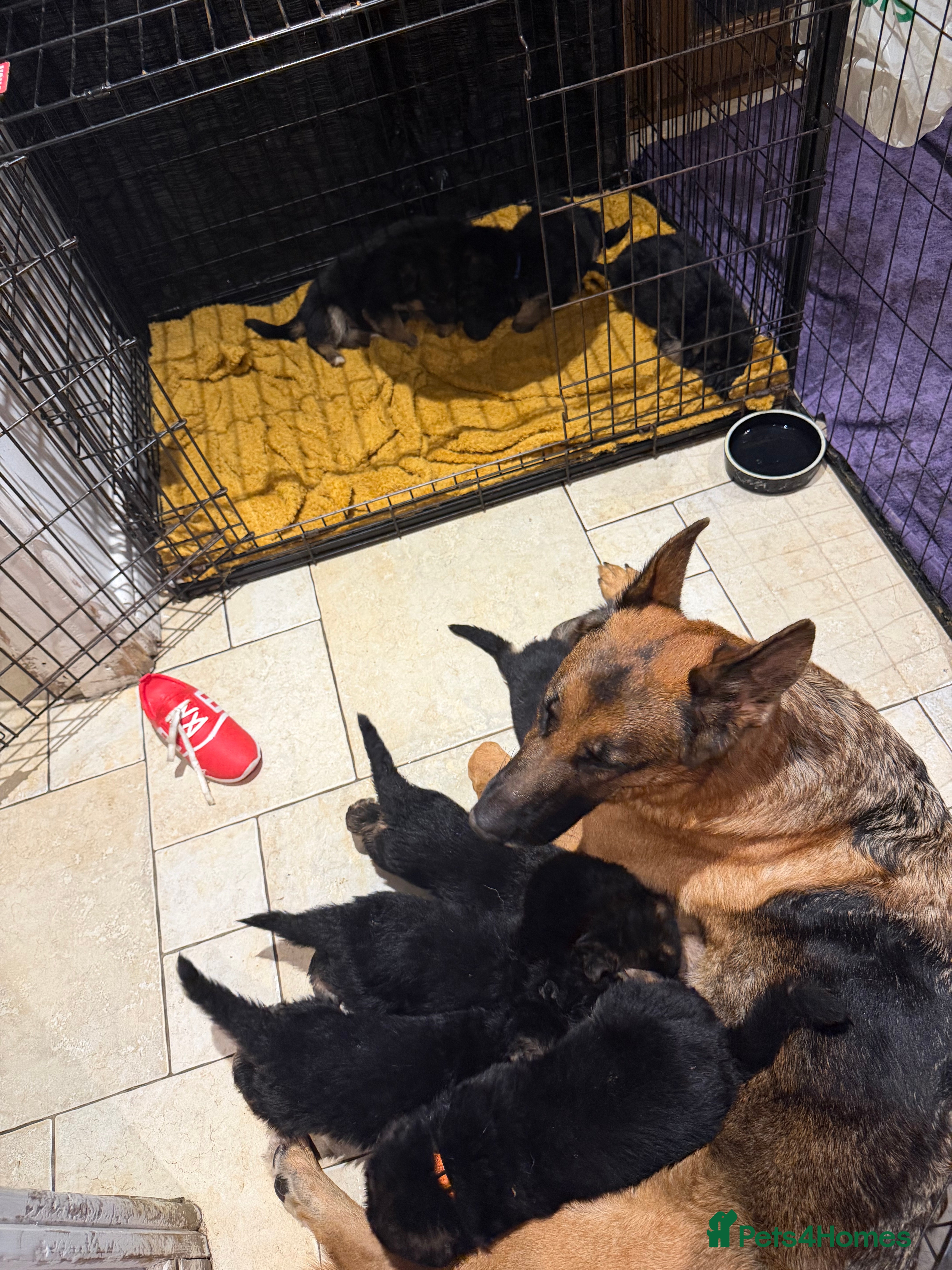 German Shepherd dogs Stunning GSD puppies by champion dog  - Advert 5