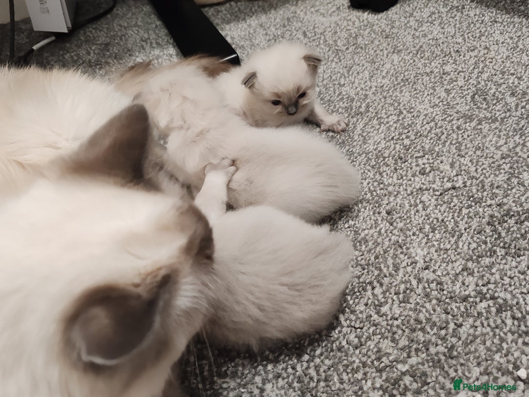 Ragdoll cats for sale: 2 lynx seal point Ragdolls kittens - Image 3