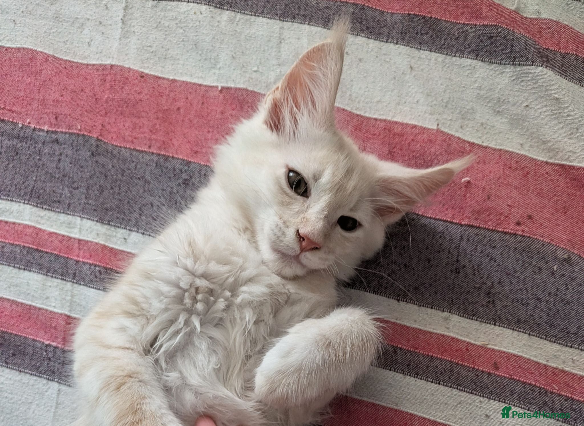 Maine Coon cats Maine Coons kittens  - Advert 2