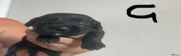 Cocker Spaniel dogs for sale: Cocker spaniel puppies in Sheffield - Advert 3