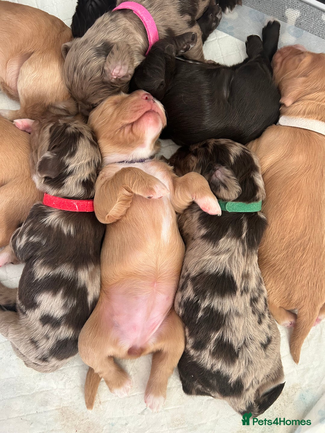 Cocker Spaniel dogs for sale: Working Cocker Spaniel Puppies - Advert 18