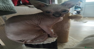 Sphynx cats - Advert 7