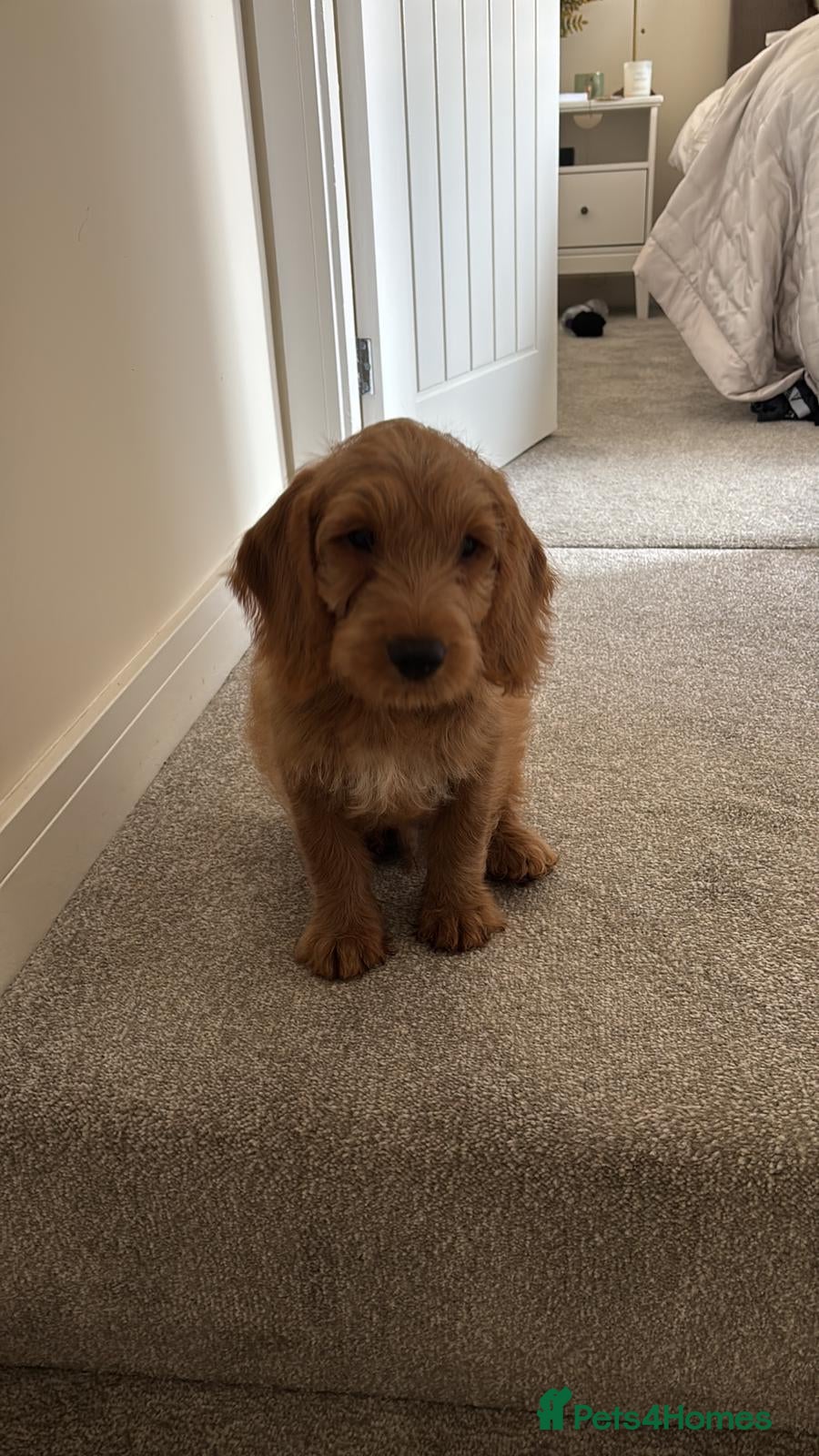 Goldendoodle dogs Puppy Goldendoodle Puppy For a Special Home - Advert 1