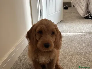 Goldendoodle dogs Puppy Goldendoodle Puppy For a Special Home - Advert 1