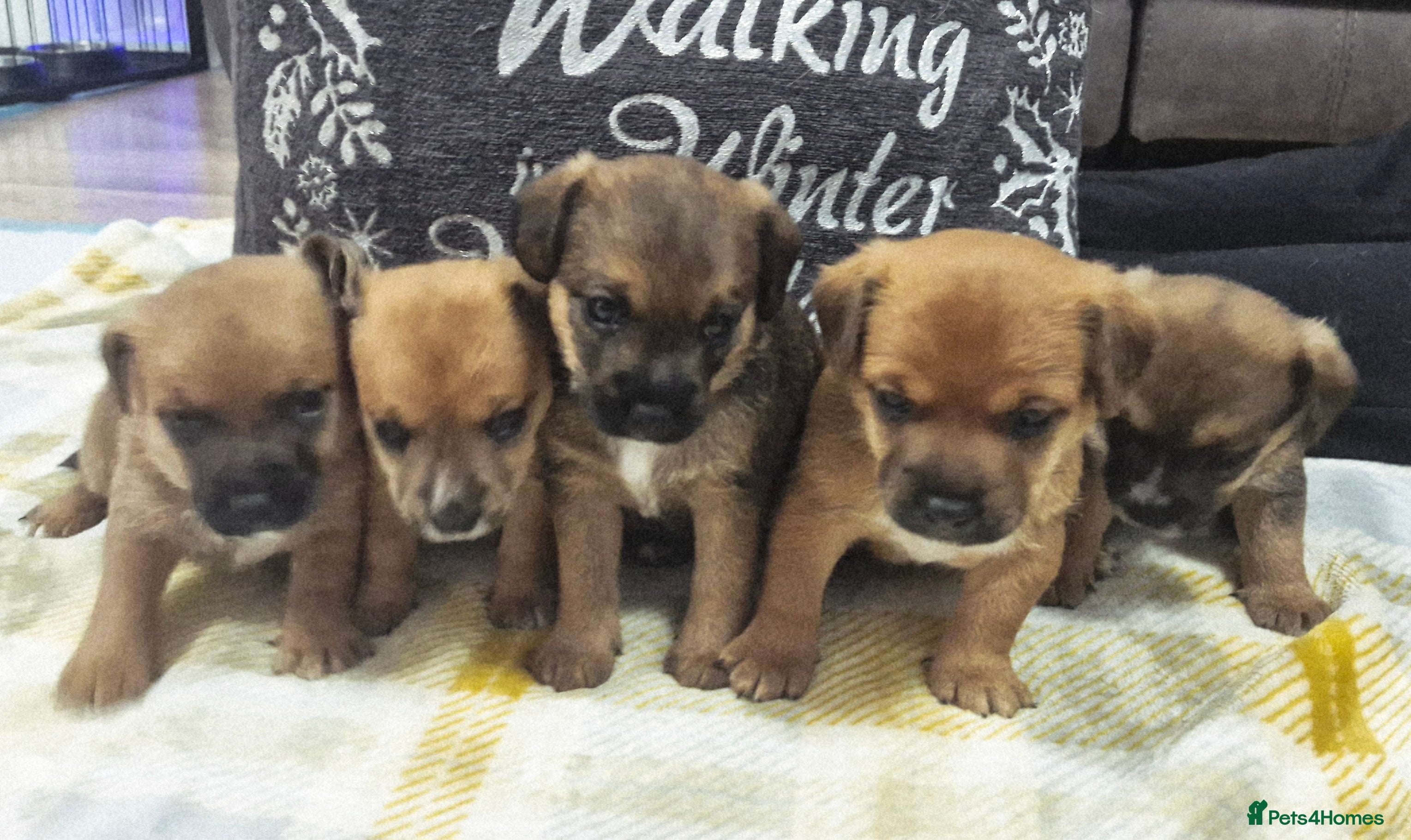 Mixed Breed dogs Border Jack Puppies. - Advert 11