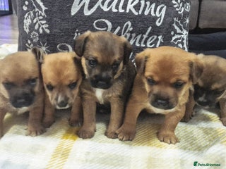 Mixed Breed dogs Border Jack Puppies. - Advert 16