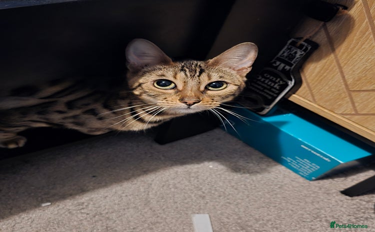 Bengal cats Bengal female (open to offers) - Advert 1