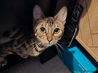 Bengal cats Bengal female (open to offers) - Advert 2