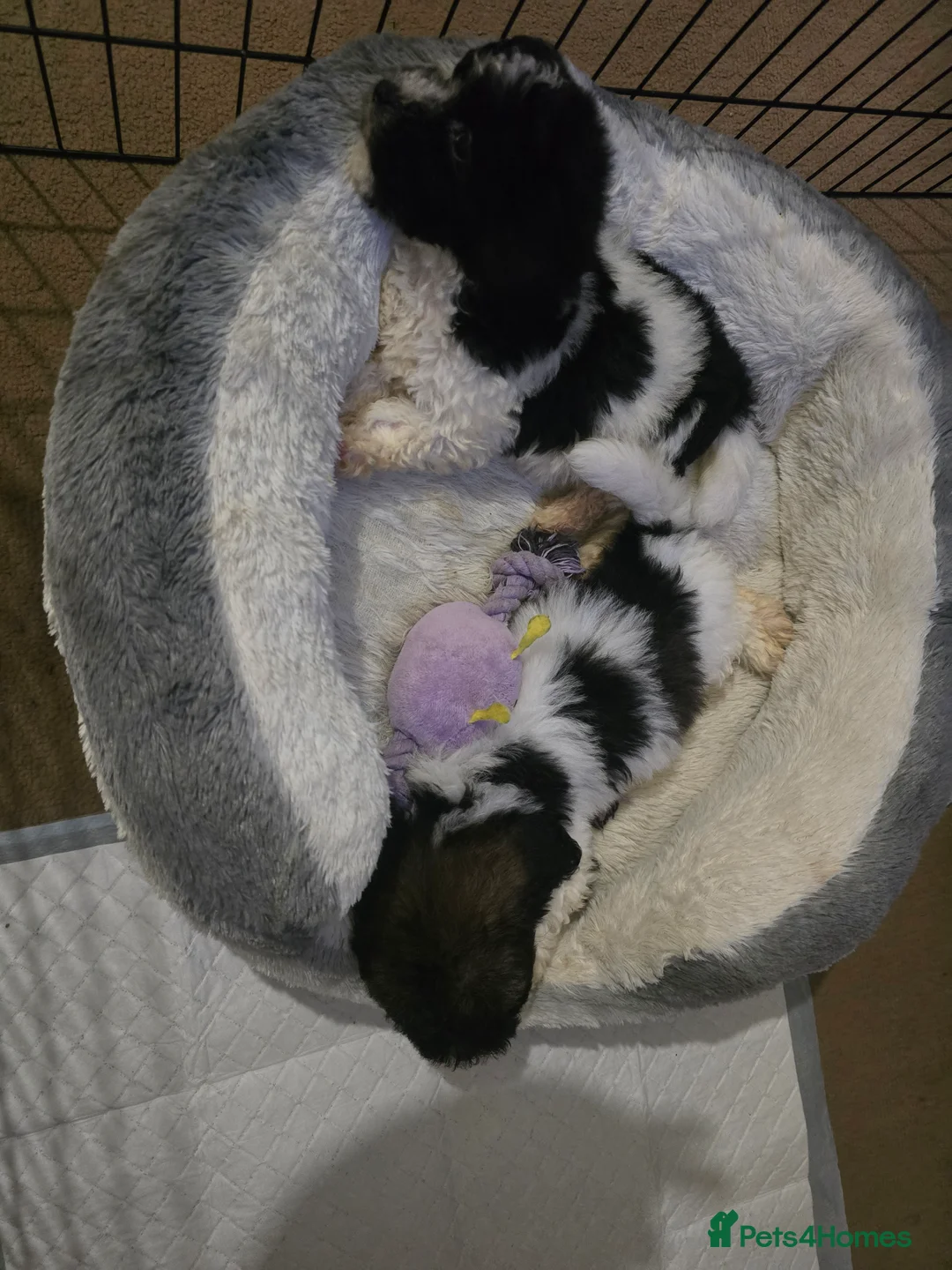 Mixed Breed dogs for sale: Bichon puppies  - Advert 8