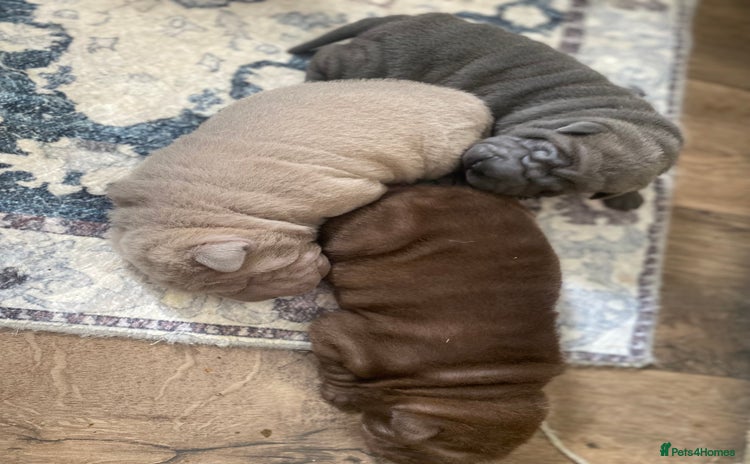 Shar Pei dogs - Advert 1