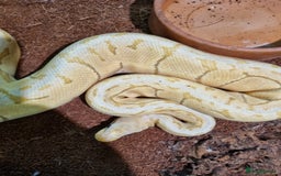 Python Snake reptiles for sale: Breeding trio of royal pythons - Image 7