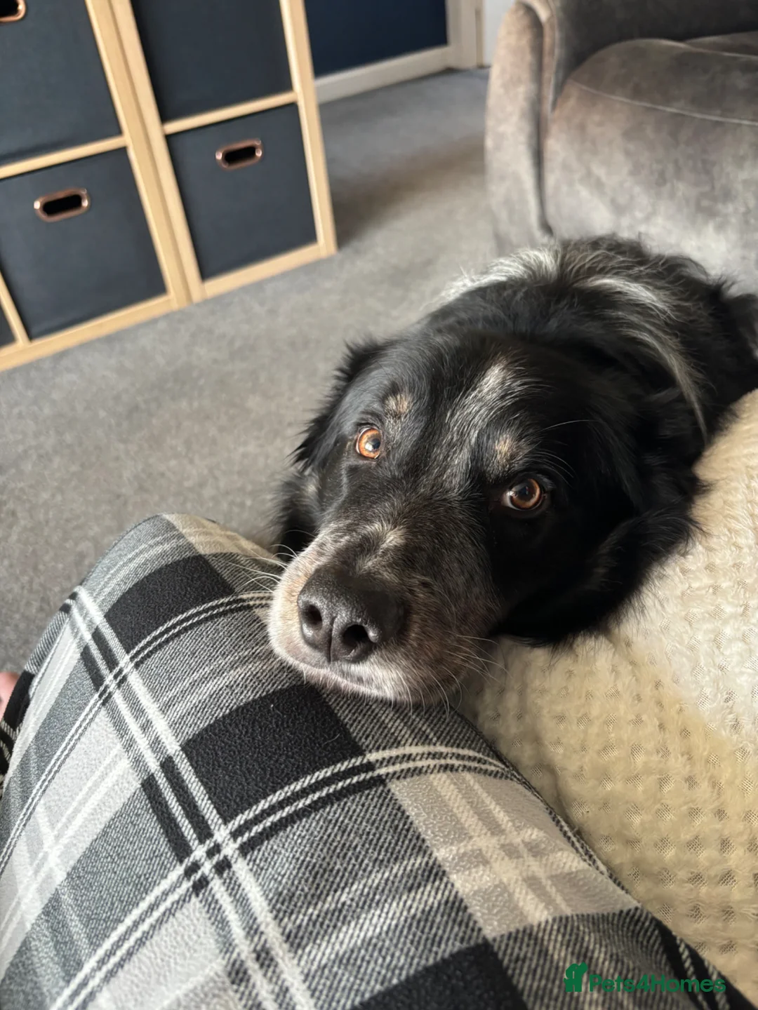Border Collie dogs for sale: Ted needs an adult household - Advert 1