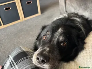 Border Collie dogs Ted needs an adult household - Advert 10