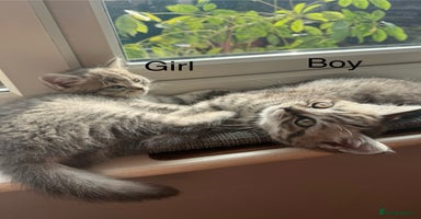 Scottish Fold cats - Advert 10