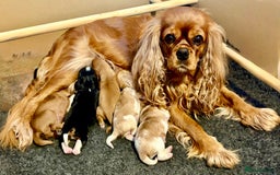 Cavalier King Charles Spaniel dogs for sale: Stunning KC Cavalier King Charles Spaniel Puppies. - Image 28