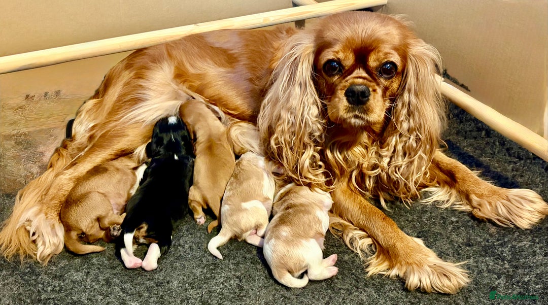 Cavalier King Charles Spaniel dogs for sale: Stunning KC Cavalier King Charles Spaniel Puppies. - Image 28