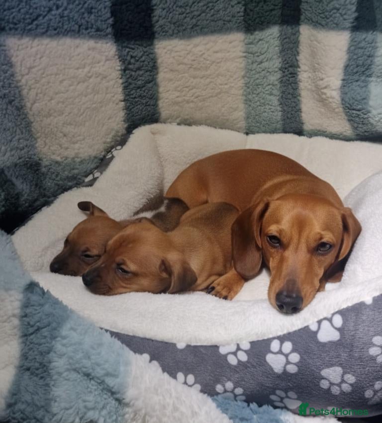 Dachshund dogs Dachshund puppies - Advert 2
