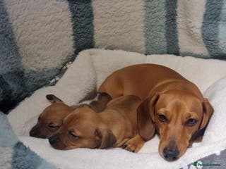 Dachshund dogs Dachshund puppies - Advert 3